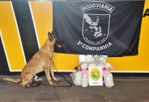 Casal que traria maconha ‘morruga’ para Mogi Guaçu é preso no interior do Paraná