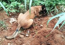 Judite encontra perto de 130 porções de entorpecente no Ypê Amarelo